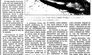 Noticias históricas. Ballenas varadas en Las Canteras (2)