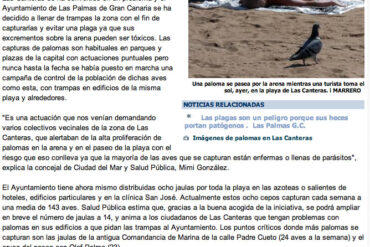 Las Canteras se llena de trampas para evitar una invasión de palomas ( laprovincia.es).