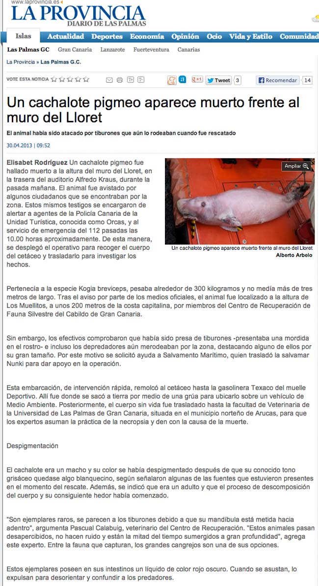 Un cachalote pigmeo aparece muerto frente al muro del Lloret ( laprovincia.es).