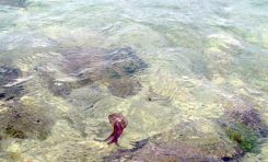Ejemplo de medusa tipo paraguas navegando en las aguas cristalinas de la playa chica