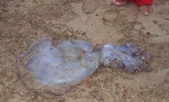 Hoy apareció otra mama-medusa en la orilla de la Playa Chica, el cambio climático cada día es más evidente (Foto cedida por FCC)