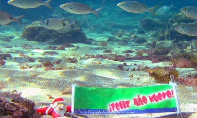La maravillosa vida que esconden los fondos de la Playa de Las Canteras “ Navidad desde el fondo de Las Canteras”