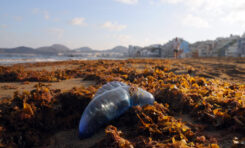 Una aguaviva fragata embarranca en una orilla últimamente habitada por medusas.