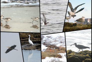 Guía de las aves de la Bahía de El Confital