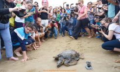 Este viernes 5 tortugas volvieron a su mar, tras ser recuperadas en el Centro de Recuperación de Fauna del Cabildo de Gran Canaria.