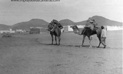 Camellos en Guanarteme. Sobre 1930