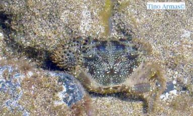 Nuestros invertebrados marinos: la jaca"peluda" (Eriphia verrucosa)
