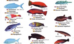 Colección-Identificador de fauna marina V