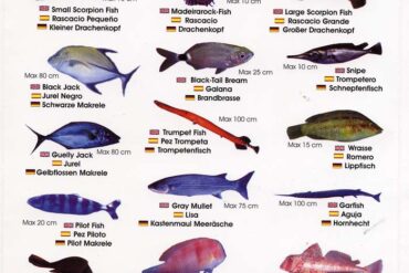 Colección-Identificador de fauna marina IV