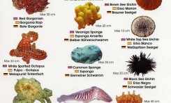 Colección-Identificador de fauna marina II