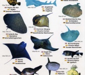 Colección-Identificador de fauna marina III