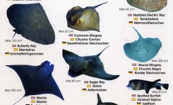 Colección-Identificador de fauna marina III