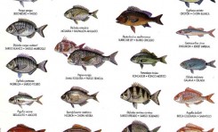 Identificador de nuestros peces 2