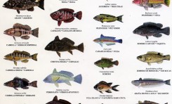 Identificador de nuestros peces 1