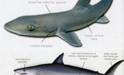 Nuestros “tiburones” (1ª parte)