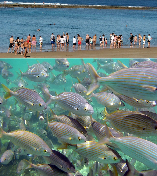 La maravillosa vida que esconden los fondos de la Playa de Las Canteras «La multiplicación de panes y peces”