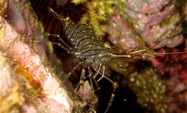 Nuestros invertebrados marinos-El camarón de charco (Palaeomon elegans)