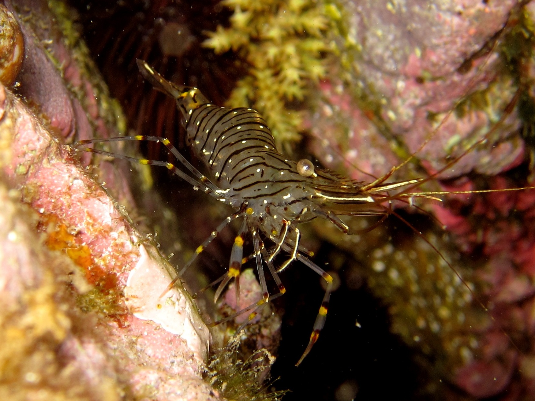 Nuestros invertebrados marinos-El camarón de charco (Palaeomon elegans)