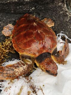 El acuario Poema del Mar devolverá el lunes 7 de enero una tortuga al mar en Las Canteras