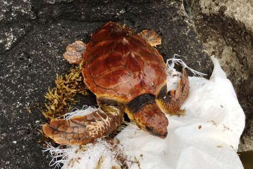 El acuario Poema del Mar devolverá el lunes 7 de enero una tortuga al mar en Las Canteras