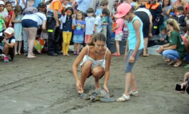 Cinco tortugas vuelven al mar en San Cristóbal con motivo de la celebración en la capital del Día Mundial de los Océanos