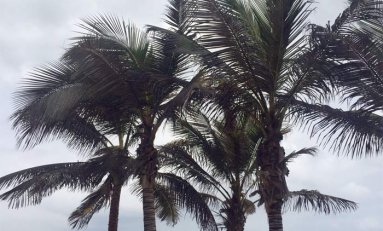El pulgón amenaza a las palmeras de Las Canteras