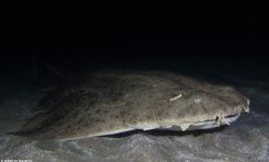 Los bañistas pueden causar escoliosis al tiburón ángel en Canarias