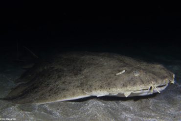 Los bañistas pueden causar escoliosis al tiburón ángel en Canarias