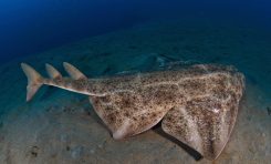 Primer estudio del proyecto sobre la ecología del Angelote, uno de los tiburones más amenazados de Europa