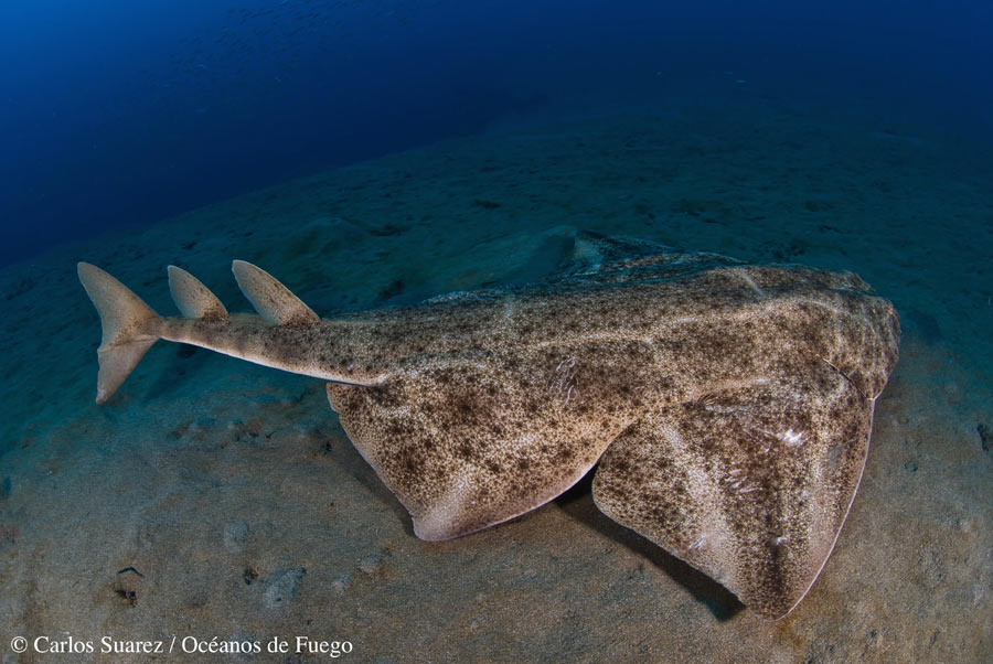 Primer estudio del proyecto sobre la ecología del Angelote, uno de los tiburones más amenazados de Europa