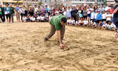 Dos tortugas boba vuelven al mar en Las Canteras con motivo del Día Mundial de los Océanos
