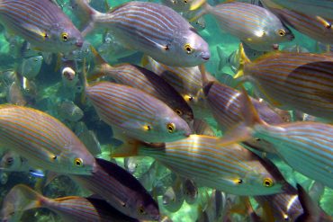 Se publica el primer artículo científico específico sobre la vida marina de la playa de Las Canteras
