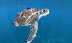 La Ulpgc investiga sobre las amenazas para la tortuga verde en Canarias