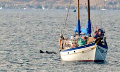 Un trabajo sobre los contaminantes ambientales que afectan a los cetáceos en Gran Canaria gana la Beca de Investigación Simón Benítez Padilla