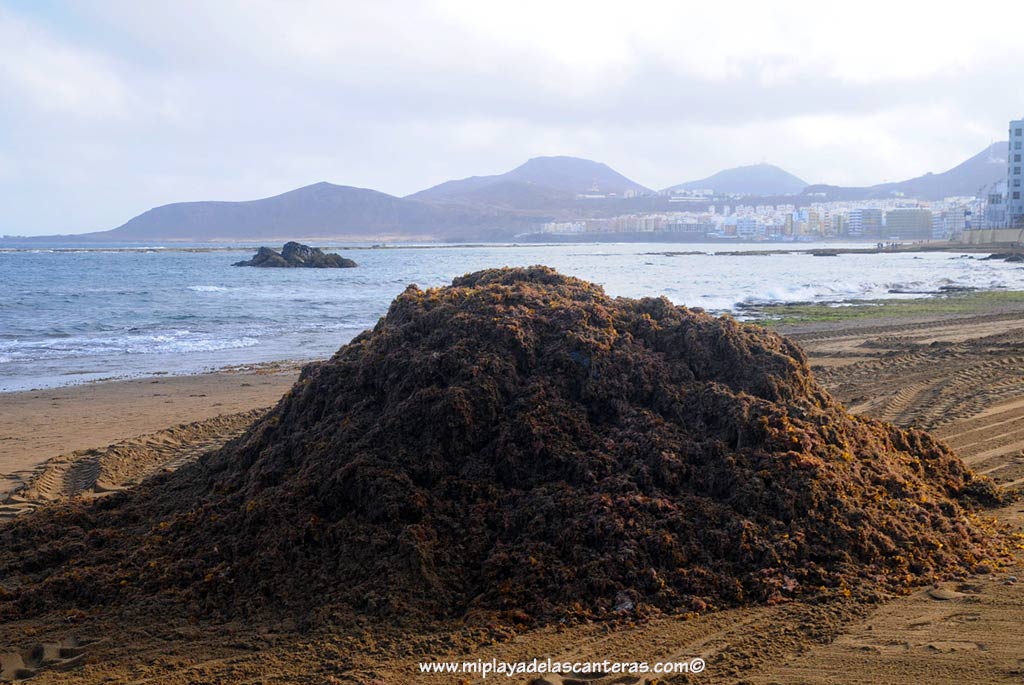 1000 metros cúbicos de arena se extraen de la playa cada año envuelta en la seba