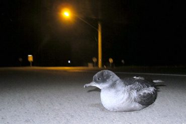 La contaminación lumínica, riesgo para el primer vuelo de las crías de pardelas