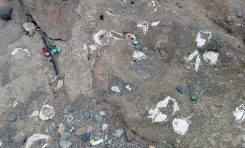 Total abandono en El Confital de uno de los más importantes yacimientos paleontológicos de Canarias
