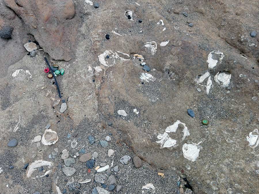 Total abandono en El Confital de uno de los más importantes yacimientos paleontológicos de Canarias