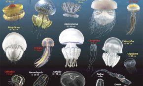 Identificador de medusas o aguavivas