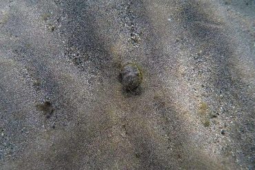 Un cangrejo de arena en Las Canteras