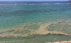 Sanidad recuerda las precauciones básicas en caso de aparición de floraciones masivas de 'microalgas' en las playas