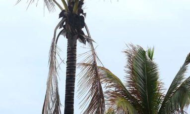 Exceso de palomas sobre la arena y pésimo estado de las palmeras cocoteras de Las Canteras