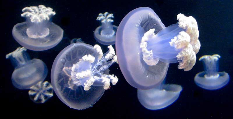 Qué hacer si te pica una medusa