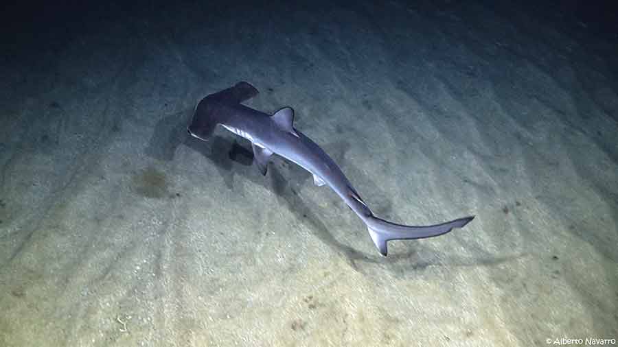Avistamiento de dos tiburones martillo en la orilla de Las Canteras