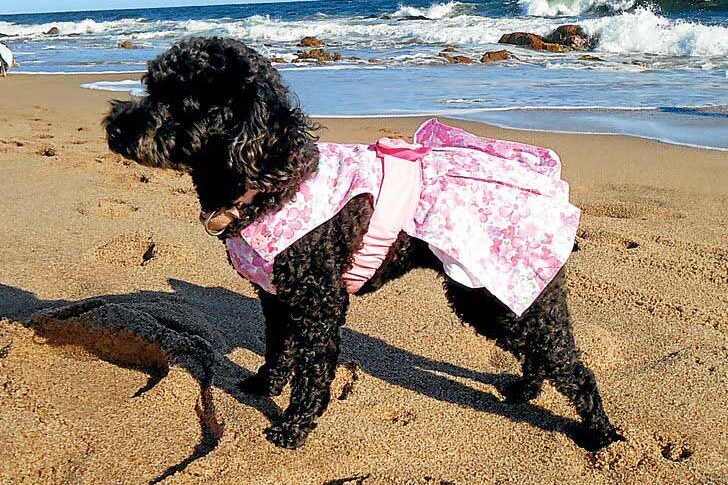 Ordenanza de playas: de la tenencia, estancia y tránsito de perros y otros animales