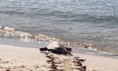 Se devuelve al mar una tortuga que había sido encontrada herida