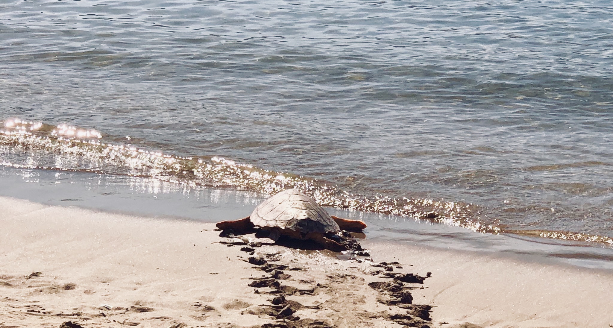 Se devuelve al mar una tortuga que había sido encontrada herida