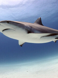 Hace 19 millones de años hubo una misteriosa extinción masiva de tiburones