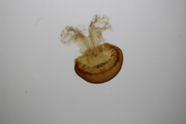 Una medusa gigante del Mediterráneo con valor nutricional y antioxidante