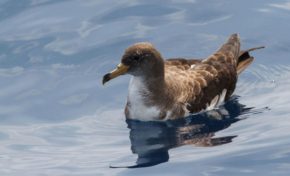La consejería de Transición Ecológica alerta de la grave amenaza que supone la contaminación por plásticos para las aves marinas de las Islas